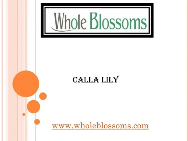 Calla Lily - wholeblossoms.com