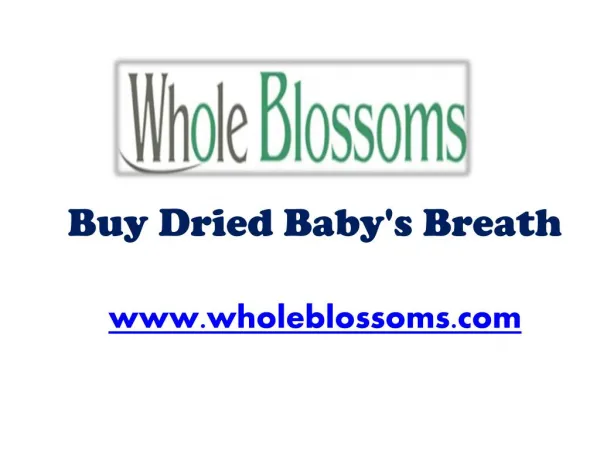 Buy Dried Baby's Breath - Wholeblossoms