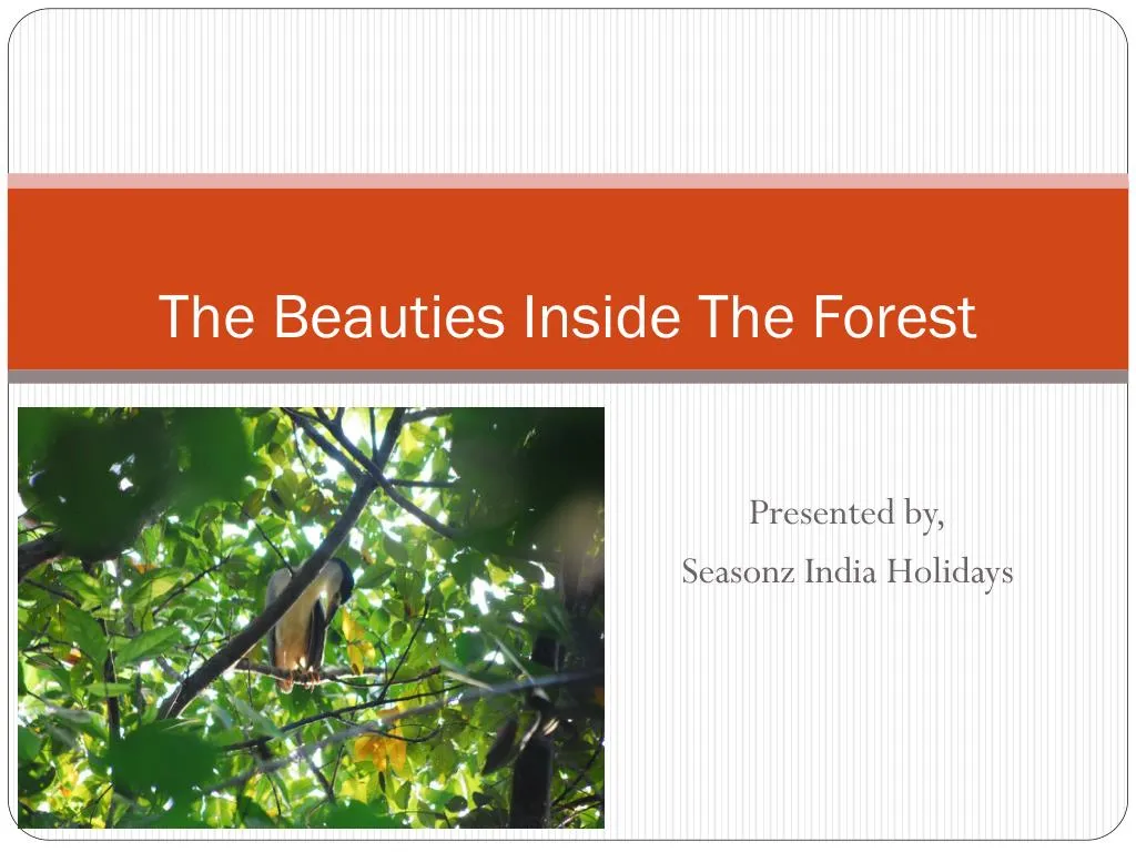 the beauties inside the forest