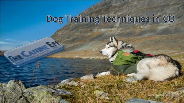 Dog Training Techniques in CO