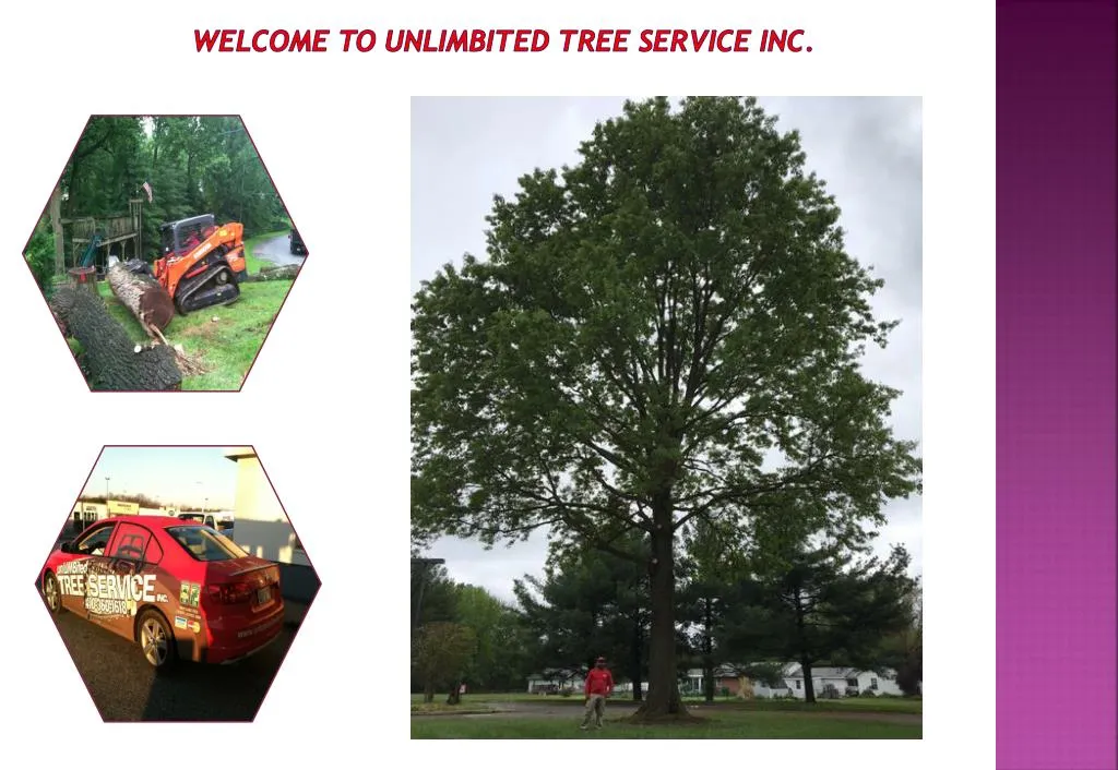 welcome to unlimbited tree service inc