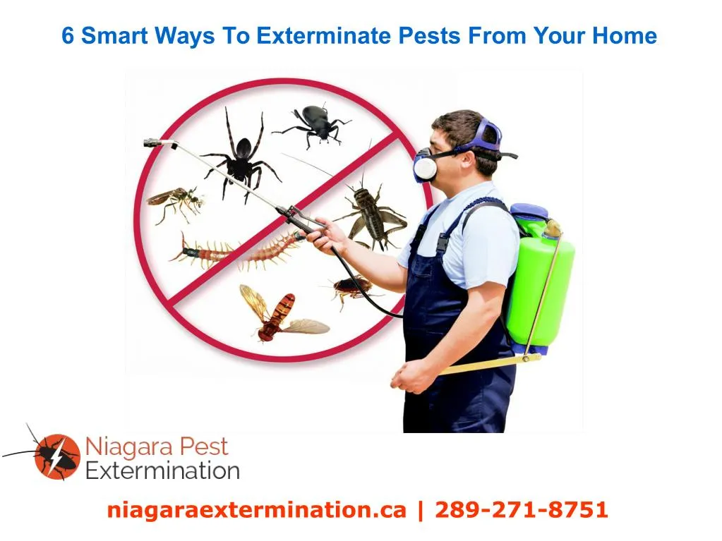 6 smart ways to exterminate pests from your home