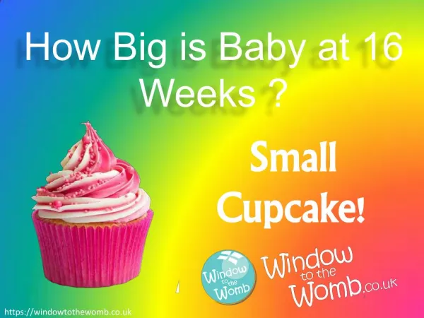 How Big is Baby at 16 Weeks ?