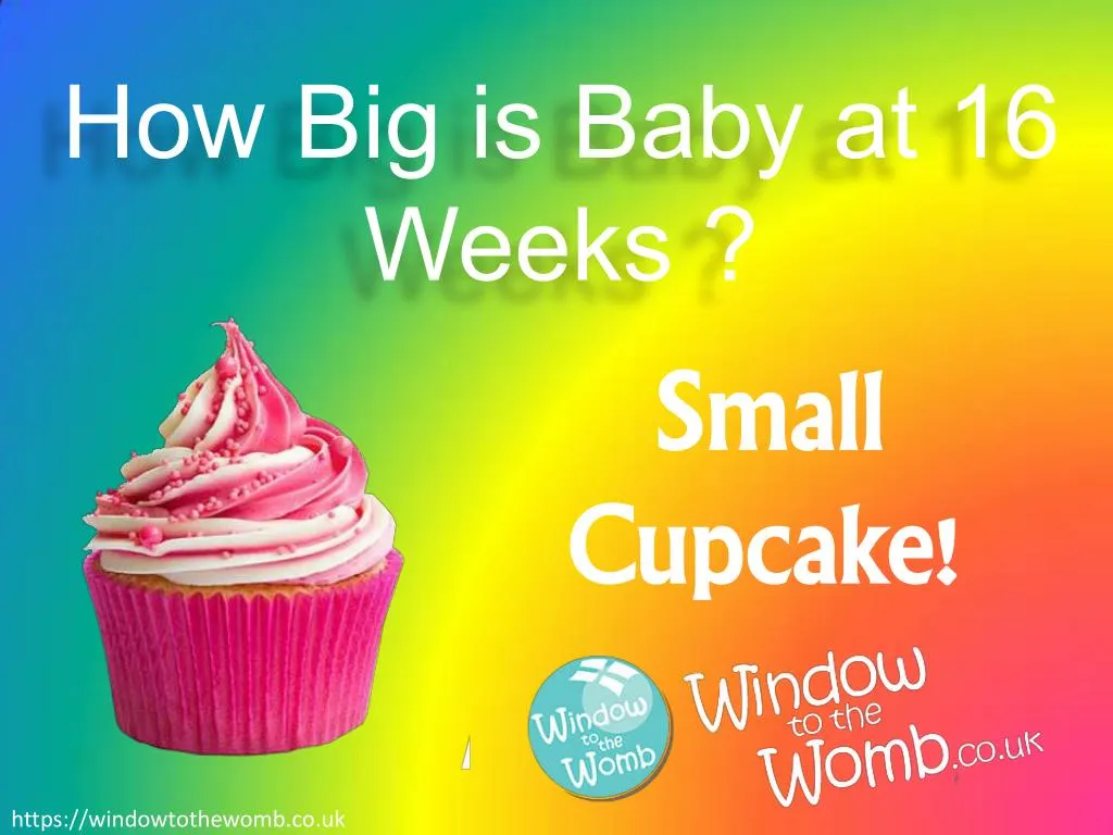 how big is baby at 16 weeks