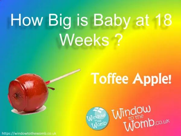 How Big is Baby at 18 Weeks ?