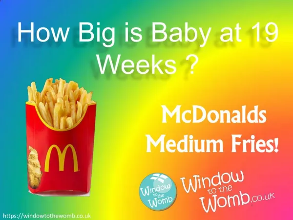 How Big is Baby at 19 Weeks ?