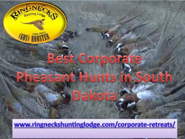 Best Corporate Pheasant Hunts in South Dakota