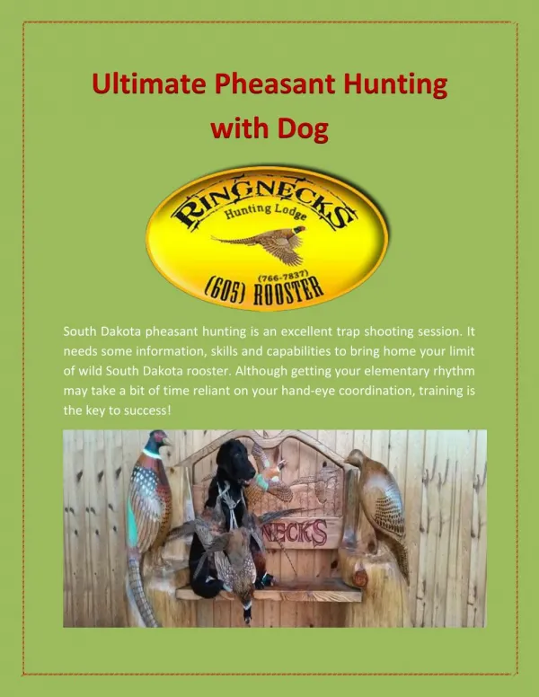 Ultimate Pheasant Hunting with Dog | Ringnecks Hunting Lodge