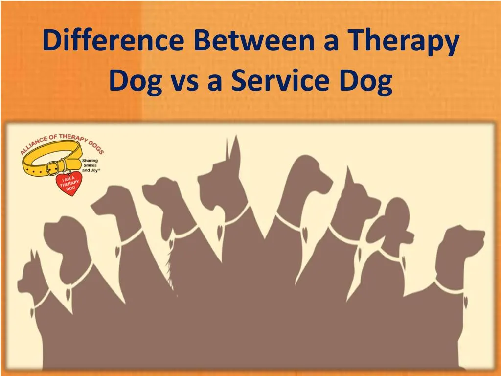 difference between a therapy dog vs a service dog