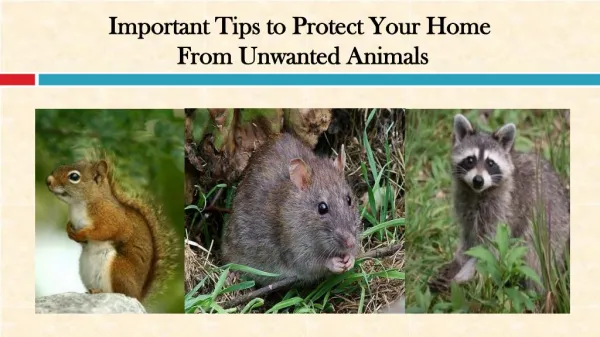 Important Tips to Protect Your Home From Unwanted Animals