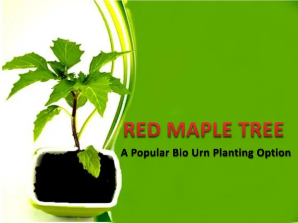 Red Maple Tree - A Popular Bio Urn Planting Option