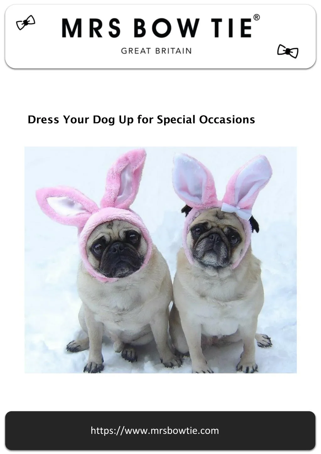 dress your dog up for special occasions
