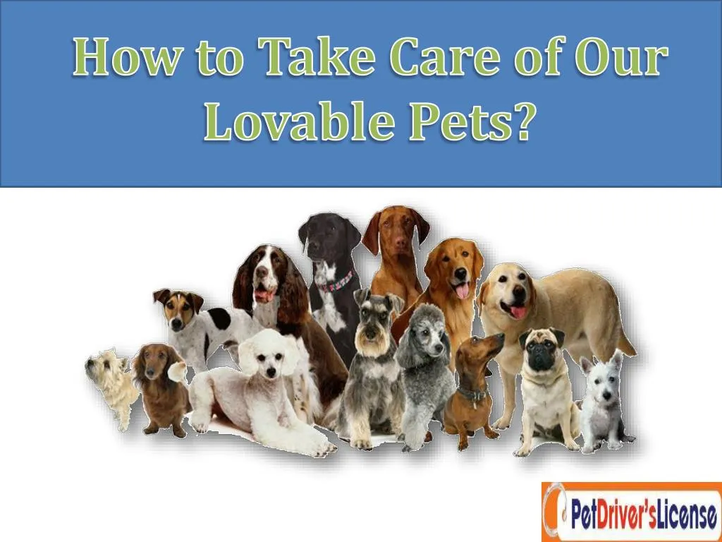 how to take care of our lovable pets