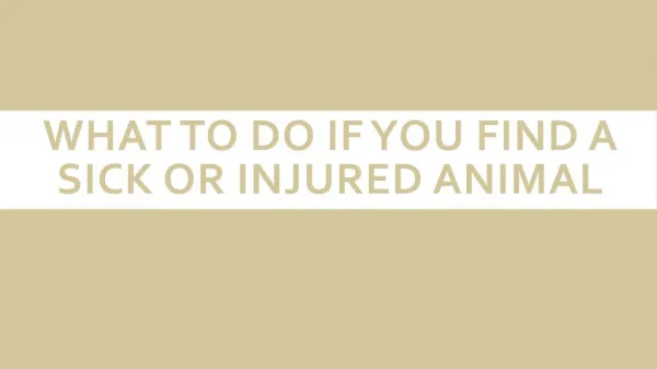 What to Do if You Find a Sick or Injured Animal