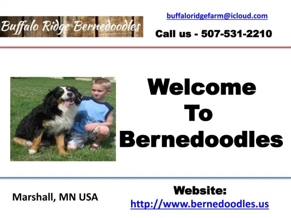 Bernedoodles