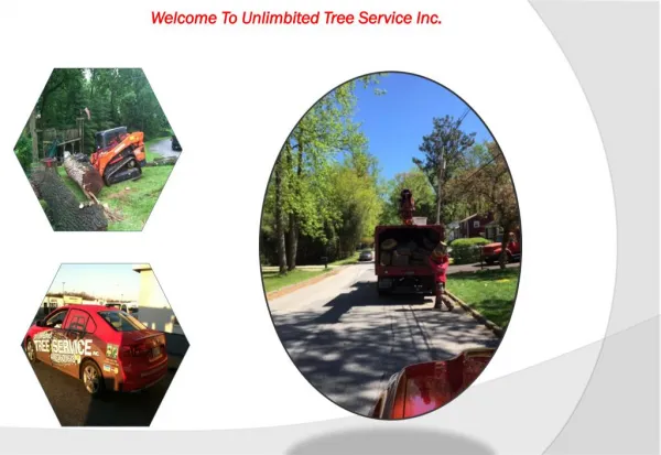 welcome to unlimbited tree service inc