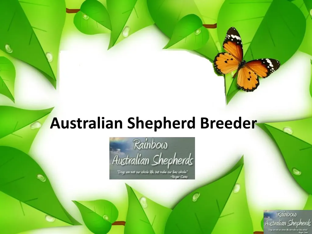 australian shepherd breeder