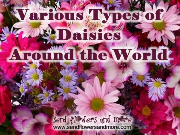 Variation in Daisies Flowers