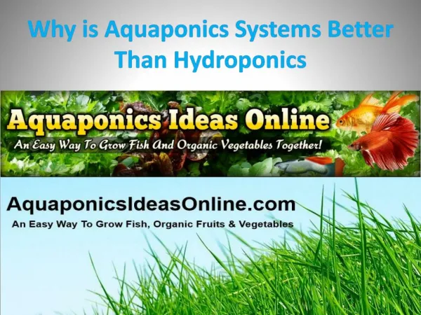 Why is Aquaponics Systems Better Than Hydroponics