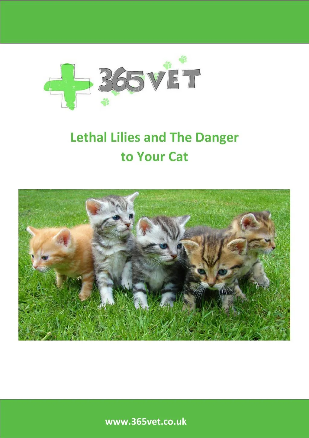 lethal lilies and the danger to your cat