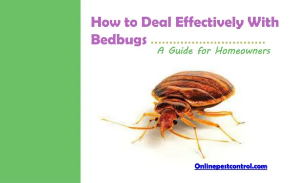 How to Deal Effectively With Bedbugs - A Guide for Homeowners