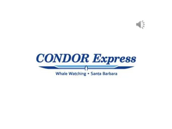 Enjoy Whale Watching Adventure With Condor Express