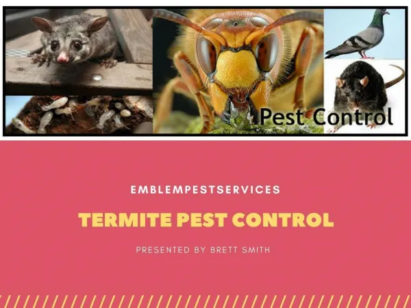 Termite Control Penrith- Effective Measures for Termite Control