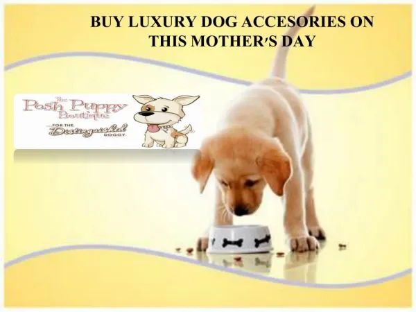 BUY LUXURY DOG ACCESORIES ON THIS MOTHER'S DAY