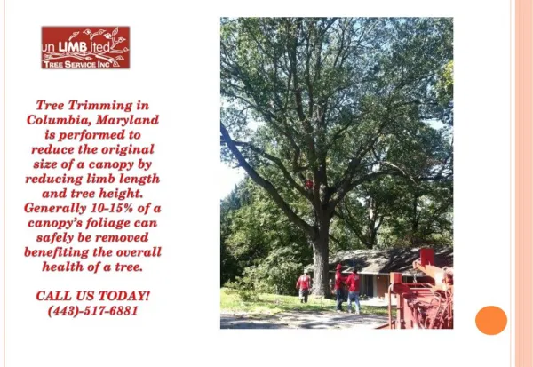 tree trimming in columbia maryland is performed
