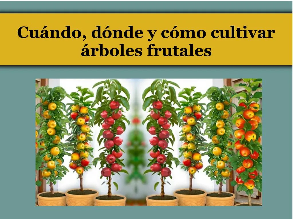 cu ndo d nde y c mo cultivar rboles frutales