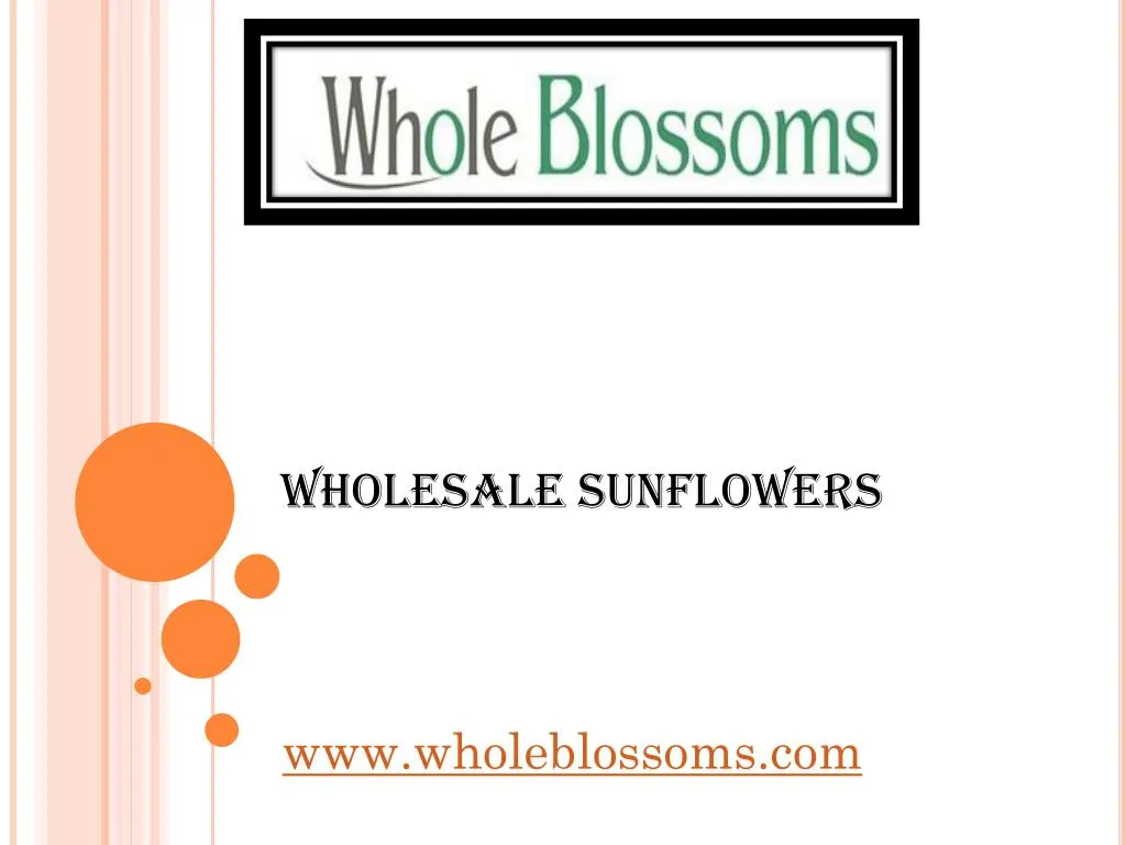 wholesale sunflowers