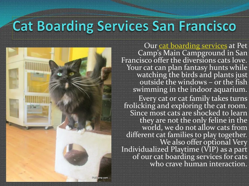 cat boarding services san francisco
