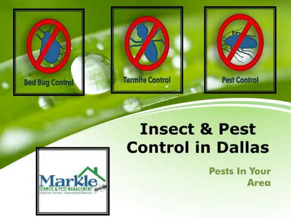 Insect & Pest Control in Dallas