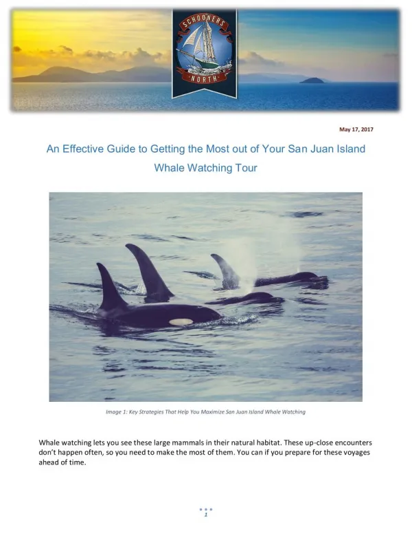 An Effective Guide to Getting the Most out of Your San Juan Island Whale Watching Tour
