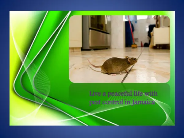 Live a peaceful life with pest control in Jamaica