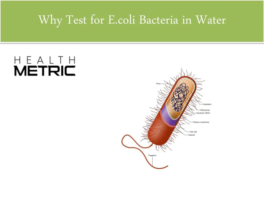 why test for e coli bacteria in water