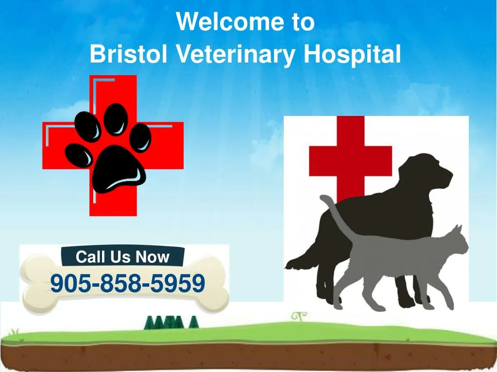 welcome to bristol veterinary hospital
