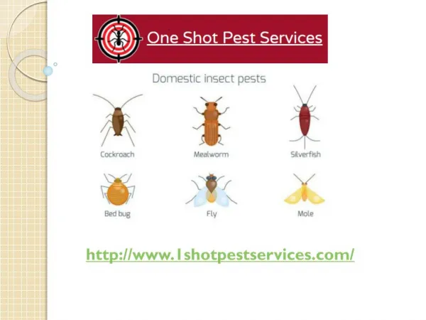 New York Pest Control Services