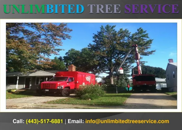Affordable Tree Service Silver Spring