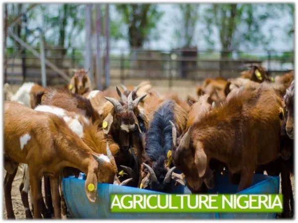 The Best Time to Invest in Nigerian Agriculture