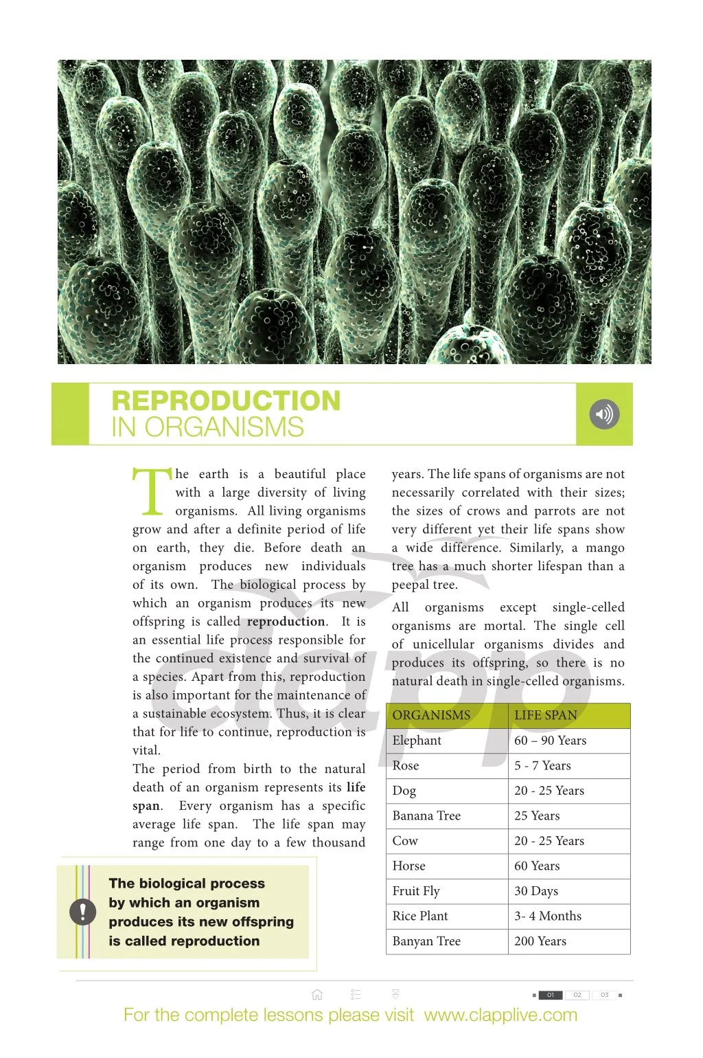 reproduction in organisms