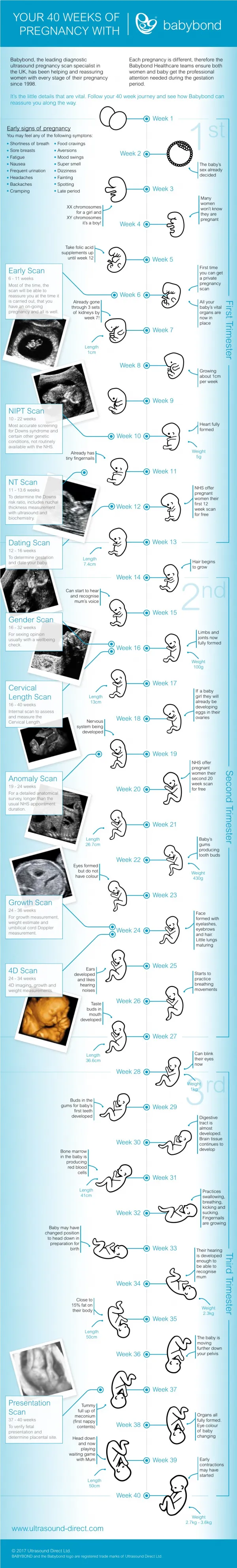 Babybond Infographic Pregnancy Stages