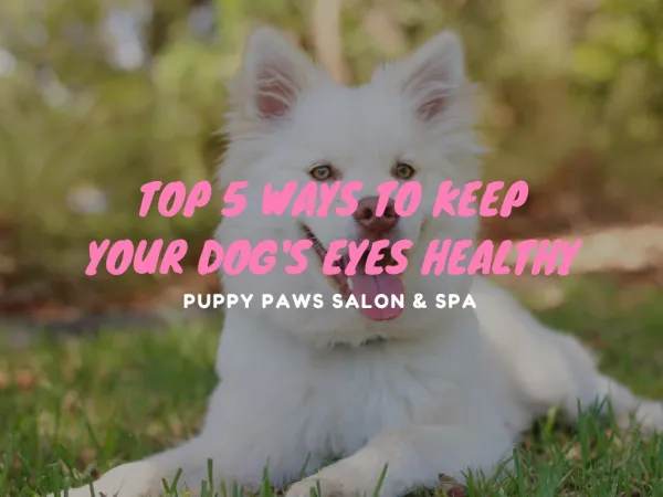 Top 5 Ways To Keep Your Dog's Eyes Healthy