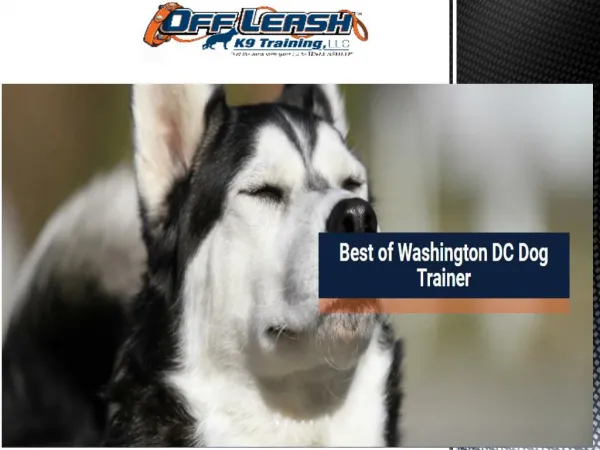 Washington DC dog trainers