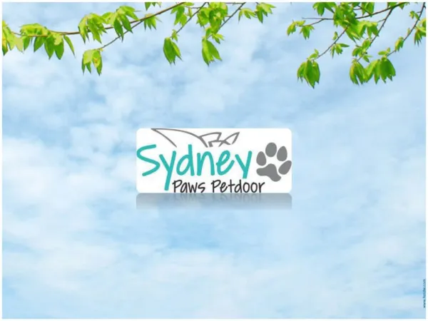 Get Customized Screen Door for Dogs On Any kind of Door