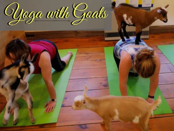 Yoga with goats
