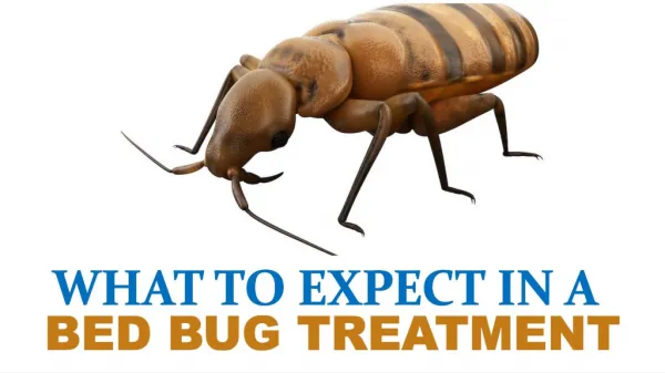 What to Expect in a Bed Bug Treatment