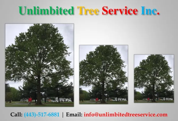 unlimbited tree service inc