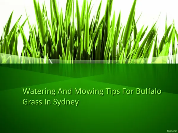 Watering And Mowing Tips For Buffalo Grass In Sydney