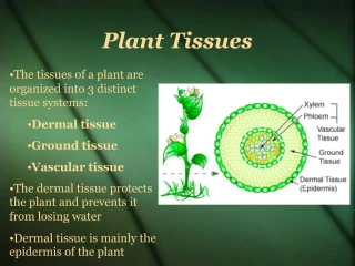 Plant Tissues - slide 1